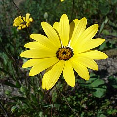 dimorphotheca sinuata